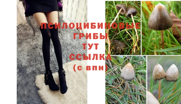 прущие грибы Аркадак