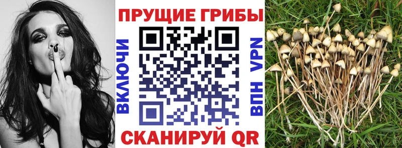Псилоцибиновые грибы Magic Shrooms  мориарти какой сайт  hydra рабочий сайт  Рудня  где купить  